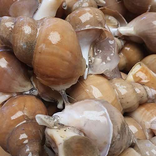 [산소포장] 초신선 동해안 생물 백골뱅이 1kg